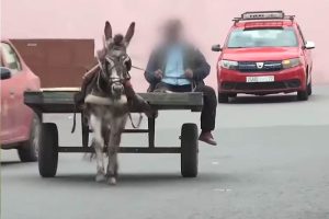 شوارع مدينة الدار البيضاء تفشل في “التخلص من البداوة”